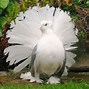 Burung Merpati Kipas Bertelur